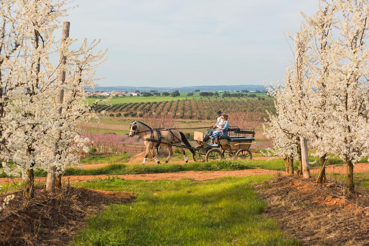 Vila Gale Alentejo Vineyard - Clube De Campo Hotel Albernoa Kültér fotó